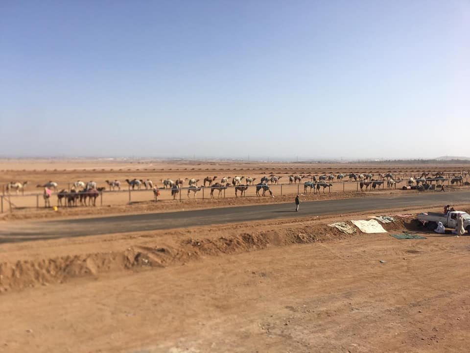 بالصور : بدء توافد الجمال من بعض الدول العربية لمضمار هجن شرم الشيخ تمهيدا لانطلاق مهرجان سباق الهجن العالمي 