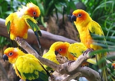 مؤسسة عالمية تبحث عن «سفير ببغاوات» في كوستاريكا