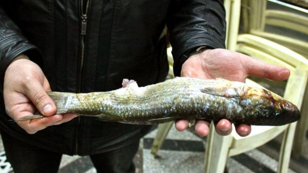 الأسماك «القاتلة» التي يُقبل عليها المصريون في عيد الربيع