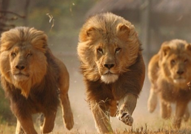 هروب 5 أسود من منتزه بجنوب إفريقيا