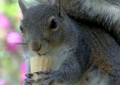 بالفيديو.. سنجاب يزور متجر آيس كريم يوميا للحصول على قطعته المفضلة