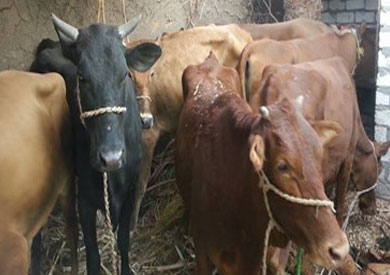 «الزراعة»: ذبح «البتلو» يهدر جزءا كبيرا من اللحوم