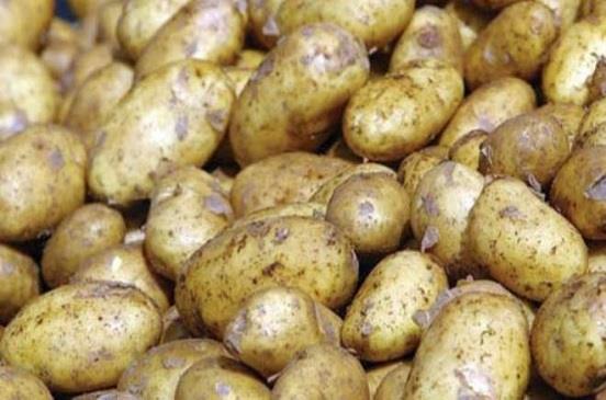 ضبط 38 طن بطاطس غير صالحة للاستهلاك الآدمي بالشرقية