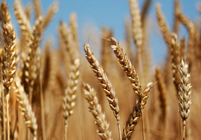 http://www.shorouknews.com/uploadedimages/Sections/Economy/Market/original/Wheat1536.jpg