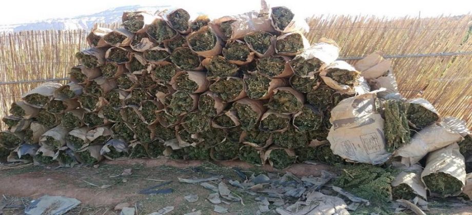 مصدر أمني: ضبط طن بانجو داخل 100 جوال في جنوب سيناء