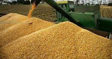 روسيا: مصر قد تفرج عن شحنة قمح روسية صادرتها بسبب عدم صلاحيتها للاستهلاك