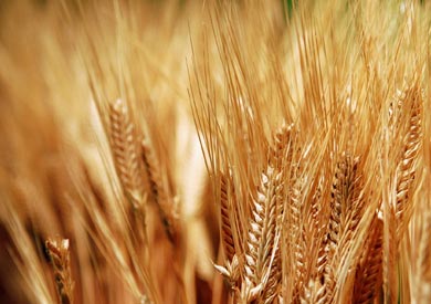 الزراعة: استلام 4 ملايين و762 ألف طن من القمح حتى الآن