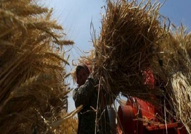 الزراعة: استلام 4 ملايين و778 ألف طن قمح محلي من المزارعين حتى الآن