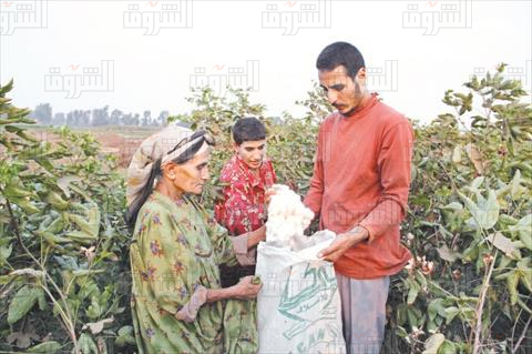 رحلة القطن المصرى إلى لويزان.. كيف أسهمنا فى ثراء سويسرا؟