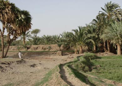 البيئة تنتج أول سماد عضوي من مخلفات النخيل بالواحات البحرية