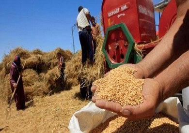 الزراعة: استلام 4 ملايين و739 ألف طن من القمح حتى الآن