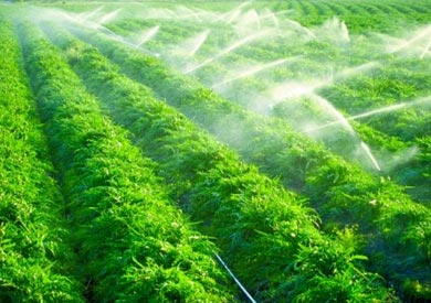 "الريف المصري" تطرح 112 ألف فدان للاستثمار الزراعي 