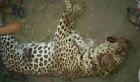 بالصور.. «نمر» يلتهم طفلة بالعياط