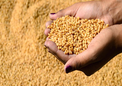 ارتفاع توريد محصول القمح إلى 213 ألف طن في الفيوم