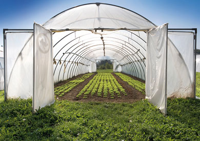 "الزراعة": إنشاء 100 ألف صوبة زراعية على الطراز الأوروبي