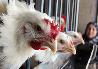 شعبة الدواجن: ارتفاع أسعار «الفراخ» بالمزارع لـ24 جنيهًا لأسباب غير مبررة