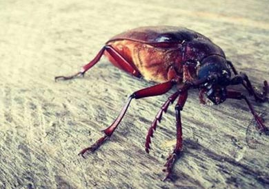 «لبن الصراصير».. هل نجده في الأسواق قريبًا؟