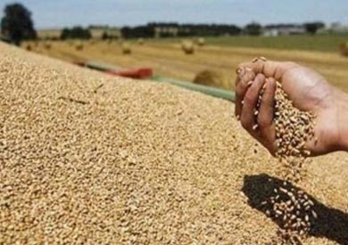 تموين كفر الشيخ: توريد 62 ألف طن قمح محلي منذ بداية الموسم