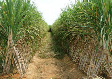 «التموين»: إعطاء مزارعي قصب السكر مستحقاتهم دون تأخير