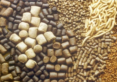 شراكة «مصرية هولندية» لإنتاج أعلاف أسماك تصل لـ150 ألف طن سنويا