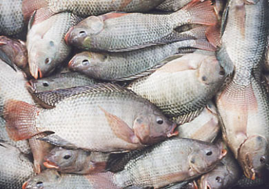 «الزراعة»: طرح الأسماك بمنافذ التموين لمواجهة غلاء الأسعار