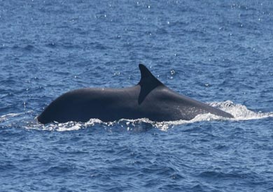 بالفيديو.. شاهد لحظة ظهور حوت عملاق بشواطئ مرسى علم