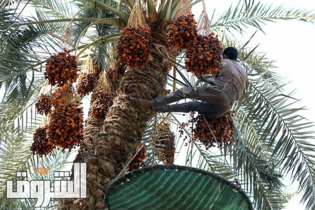 تصوير: أحمد عبدالفتاح