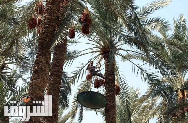 تصوير: أحمد عبدالفتاح