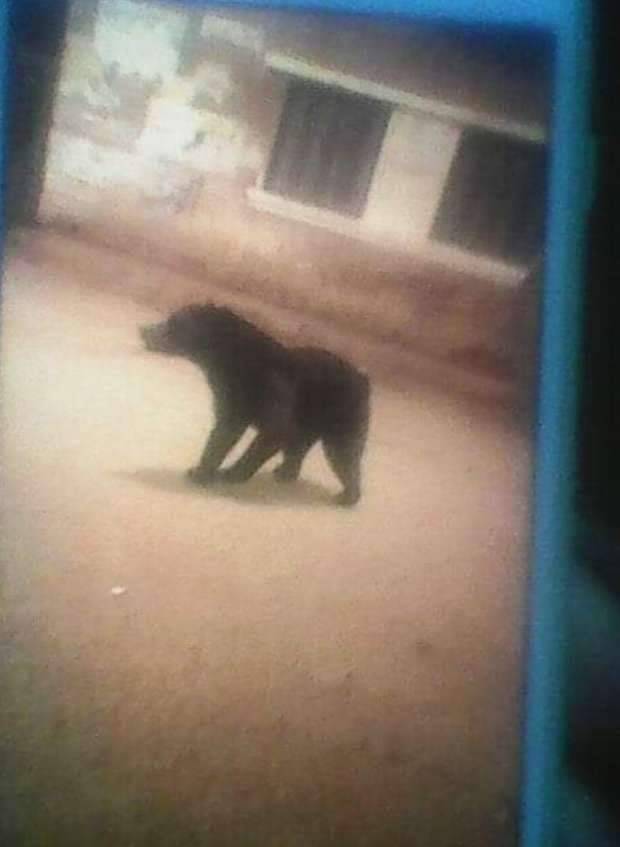 منها في مصر ما حقيقة تجول الحيوانات في شوارع الدول التي تفرض الحظر بوابة الشروق نسخة الموبايل
