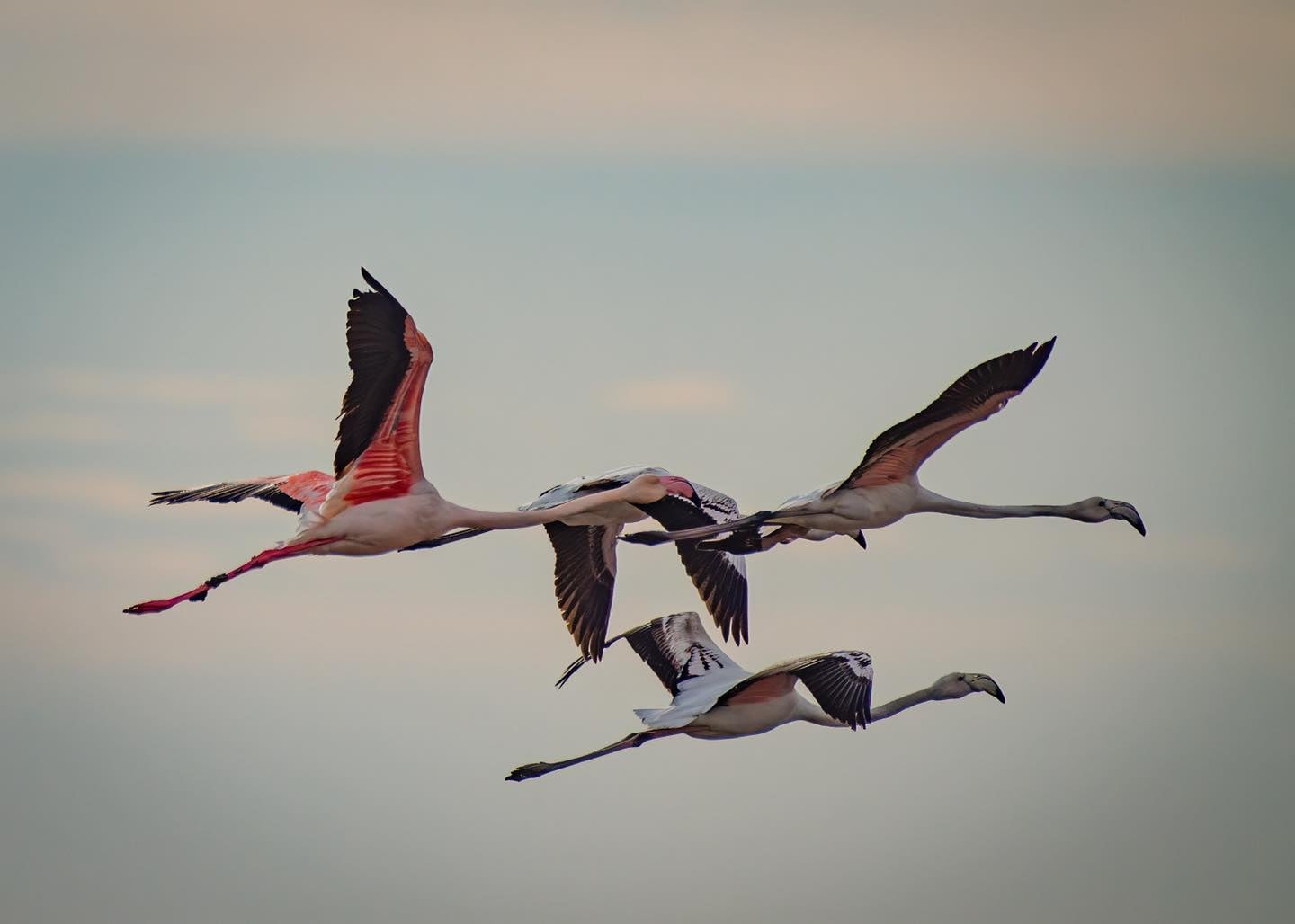 تصوير: أحمد سرور