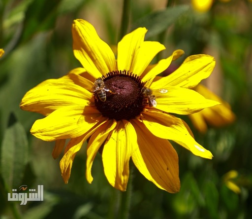 تصوير: دنيا يونس