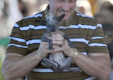 سويبي رامبو - أقبح كلب في العالم