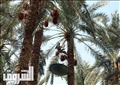 تصوير: أحمد عبدالفتاح
