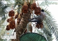 تصوير: أحمد عبدالفتاح