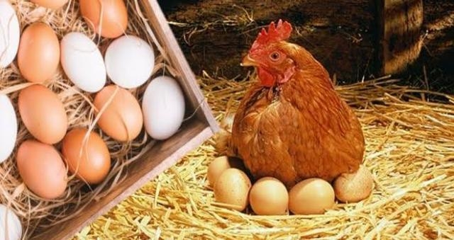 انخفاض أسعار الدواجن بسوق المنشية في الإسكندرية.. وكرتونة البيض الأحمر بـ120 جنيها - بوابة الشروق - نسخة الموبايل