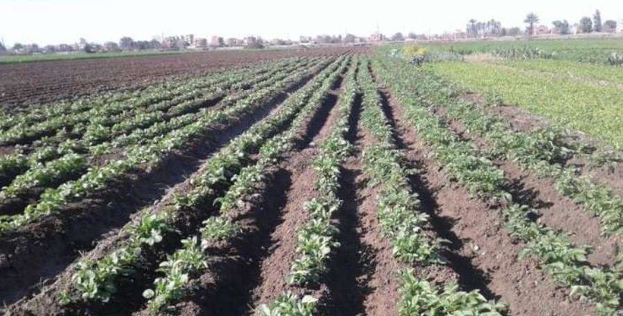الوادي الجديد تفتح باب قروض المشروعات الصغيرة حتى 42 ألف جنيه