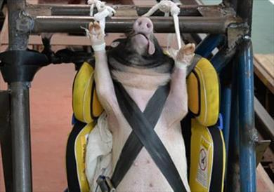 باحثون صينيون يستخدمون الخنازير الحية فى اختبارات تصادم السيارات‎