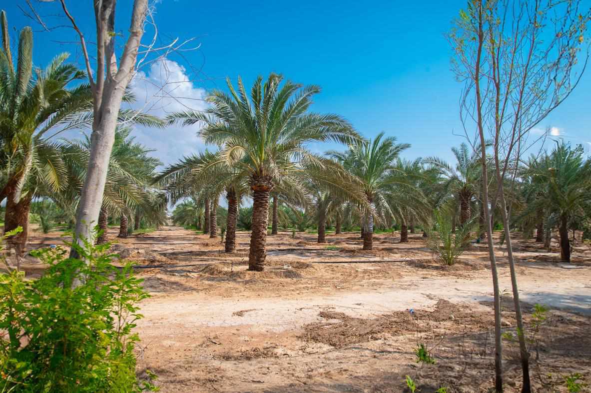 أسبانيا: مشروع جديد في مصر لتحويل الصحراء إلى أراض منتجة