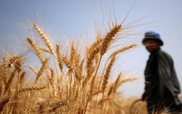 فرحة كل عام حصاد الذهب الأصفر مستمر رغم كورونا بوابة الشروق نسخة الموبايل