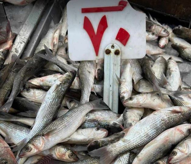 الغرفة التجارية ببورسعيد تجتمع الأحد لمناقشة ارتفاع أسعار الأسماك 