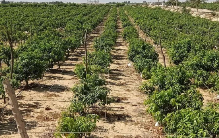 تقرير دولي: فشل إصلاح أنظمة الغذاء ينسف الجهود العالمية لمواجهة التغير المناخي - بوابة الشروق