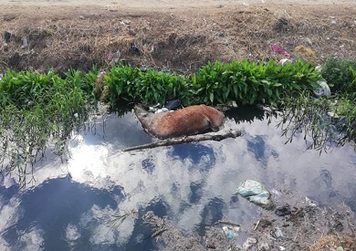 أرشيفية