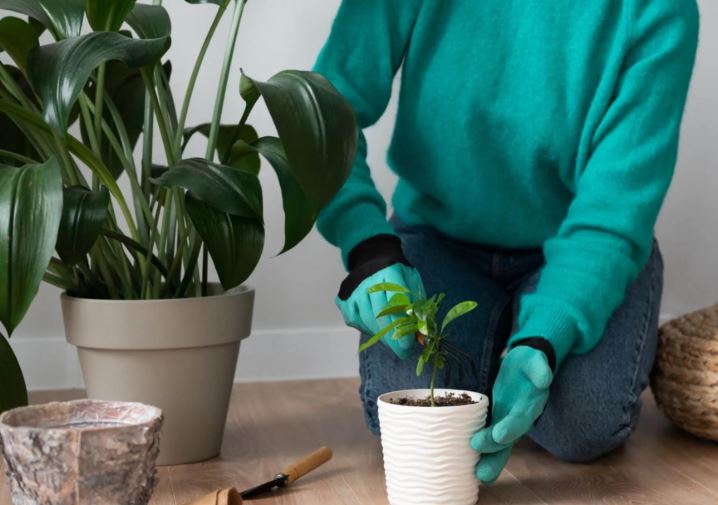 من بينها صدمة الانتقال.. لماذا تموت النباتات المنزلية بعد شرائها؟ 