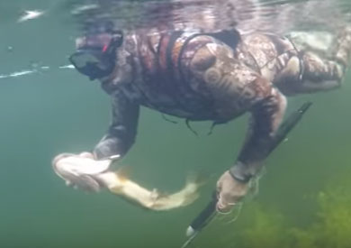 بوتين يصطاد السمك تحت المياه