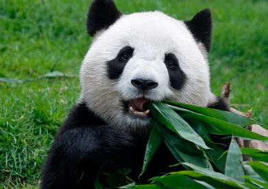 الباندا العملاقة «شين شين»