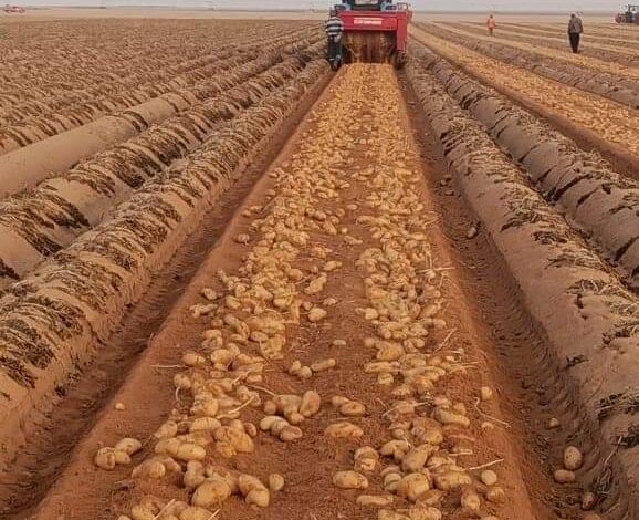 فتح الأسواق البرازيلية أمام البطاطس المصرية
