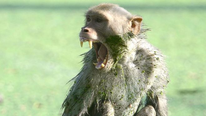 تواجه القردة في الهند ضغوطا بيئية وبشرية متزايدة