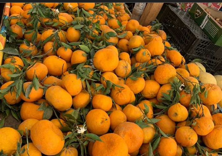 وزير الزراعة يعلن فتح أسواق السلفادور أمام البرتقال اليوسفي