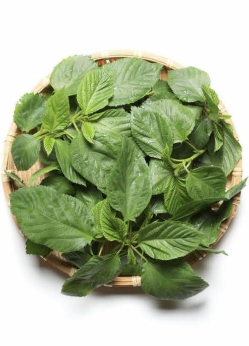 الملوخية الخضراء.. طعام اختص الحاكم به نفسه 