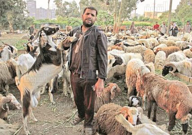 اضحية العيد تصوير احمد عبد الفتاح